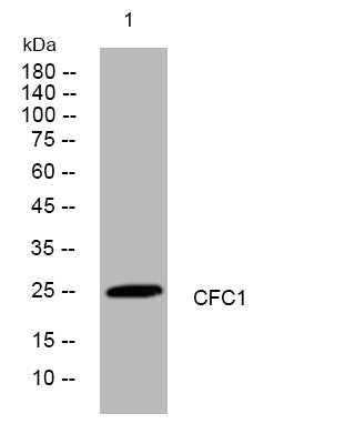 Anti-CFC1 antibody (129-179 aa) (STJ195707) – Figure 1 of 1