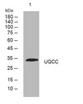Anti-UQCC1 antibody (141-191 aa) (STJ195798) – Figure 1 of 1