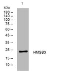 Anti-HMGB3 antibody (123-173 aa) (STJ195799) – Figure 1 of 1