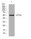 Anti-USP17L2 antibody (321-371 aa) (STJ195828) – Figure 1 of 1