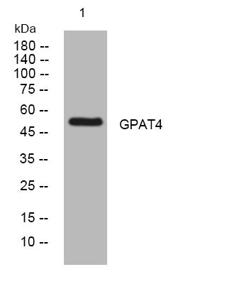 Anti-GPAT4 antibody (39-89 aa) (STJ195842) – Figure 1 of 1