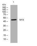 Anti-NYX antibody (139-189 aa) (STJ195873) – Figure 1 of 1