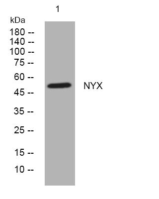 Anti-NYX antibody (139-189 aa) (STJ195873) – Figure 1 of 1