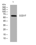 Anti-CCDC17 antibody (298-348 aa) (STJ195881) – Figure 1 of 1