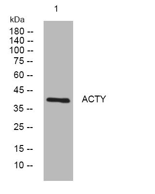 Anti-ACTR1B antibody (29-79 aa) (STJ195888) – Figure 1 of 1