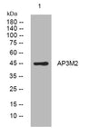 Anti-AP3M2 antibody (274-324 aa) (STJ195898) – Figure 1 of 1