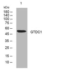 Anti-GTDC1 antibody (273-323 aa) (STJ195917) – Figure 1 of 1