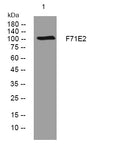Anti-GARIN5B antibody (465-515 aa) (STJ195922) – Figure 1 of 1