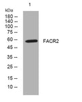 Anti-FAR2 antibody (409-459 aa) (STJ195925) – Figure 1 of 1