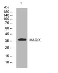 Anti-MAGIX antibody (278-328 aa) (STJ195929) – Figure 1 of 1