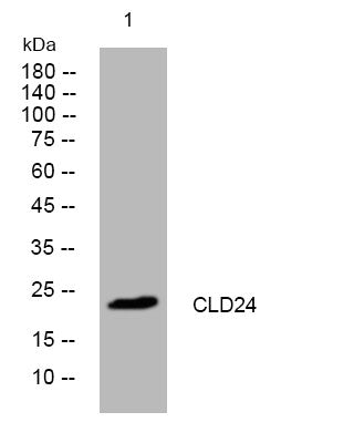 Anti-CLDN24 antibody (78-128 aa) (STJ195940) – Figure 1 of 1