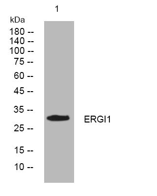 Anti-ERGIC1 antibody (136-186 aa) (STJ195944) – Figure 1 of 1