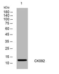 Anti-COLCA1 antibody (40-90 aa) (STJ195971) – Figure 1 of 1