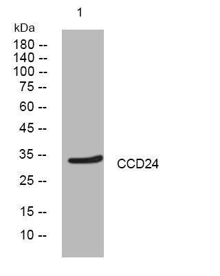 Anti-CCDC24 antibody (111-161 aa) (STJ195979) – Figure 1 of 1