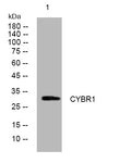 Anti-CYBRD1 antibody (41-91 aa) (STJ195985) – Figure 1 of 1