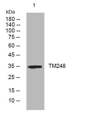 Anti-TMEM248 antibody (47-97 aa) (STJ195996) – Figure 1 of 1