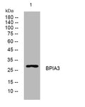 Anti-BPIFA3 antibody (73-123 aa) (STJ196037) – Figure 1 of 1
