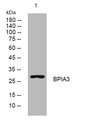 Anti-BPIFA3 antibody (73-123 aa) (STJ196037) – Figure 1 of 1