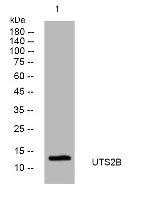 Anti-UTS2B antibody (53-103 aa) (STJ196041) – Figure 1 of 1