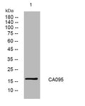 Anti-STUM antibody (21-71 aa) (STJ196043) – Figure 1 of 1