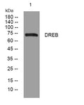 Anti-DBN1 antibody (484-534 aa) (STJ196046) – Figure 1 of 1