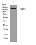 Anti-NISCH antibody (234-284 aa) (STJ196047) – Figure 1 of 1