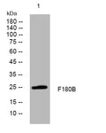 Anti-FAM180B antibody (8-58 aa) (STJ196048) – Figure 1 of 1