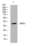 Anti-GPN1 antibody (24-74 aa) (STJ196058) – Figure 1 of 1