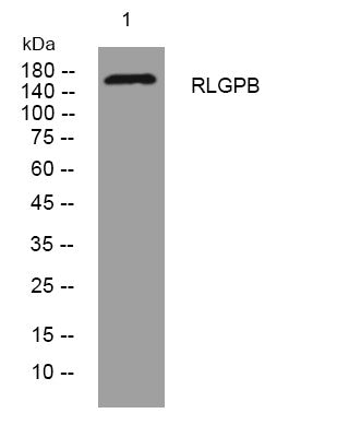 Anti-RALGAPB antibody (1435-1485 aa) (STJ196065) – Figure 1 of 1