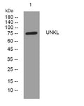 Anti-UNKL antibody (296-346 aa) (STJ196087) – Figure 1 of 1