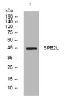 Anti-SPDYE2B antibody (52-102 aa) (STJ196091) – Figure 1 of 1
