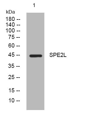Anti-SPDYE2B antibody (52-102 aa) (STJ196091) – Figure 1 of 1
