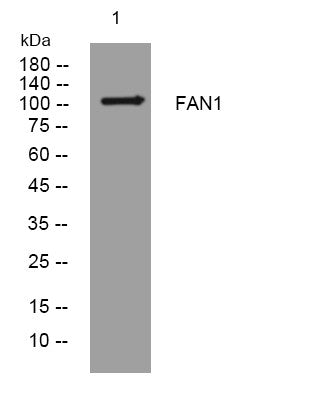 Anti-FAN1 antibody (801-851 aa) (STJ196098) – Figure 1 of 1