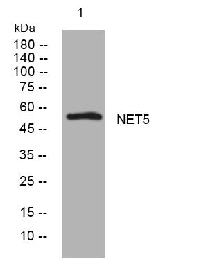 Anti-NTN5 antibody (91-141 aa) (STJ196104) – Figure 1 of 1