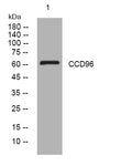 Anti-CCDC96 antibody (345-395 aa) (STJ196110) – Figure 1 of 1