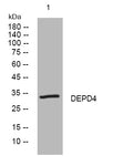 Anti-DEPDC4 antibody (228-278 aa) (STJ196121) – Figure 1 of 1