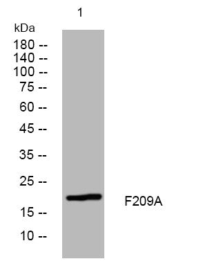 Anti-FAM209A antibody (65-115 aa) (STJ196122) – Figure 1 of 1
