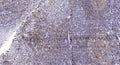 Anti-CLDN2 antibody (STJ196148) – Figure 1 of 1