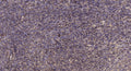 Anti-DNAH14 antibody (1215-1265 aa) (STJ196174) – Figure 1 of 1