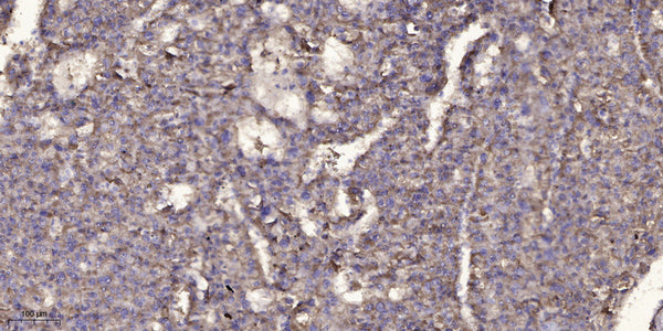 Anti-DNAH12 antibody (565-615 aa) (STJ196176) – Figure 1 of 1