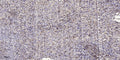 Anti-LCE4A antibody (48-98 aa) (STJ196181) – Figure 1 of 1