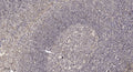 Anti-DEFB123 antibody (1-51 aa) (STJ196187) – Figure 1 of 1