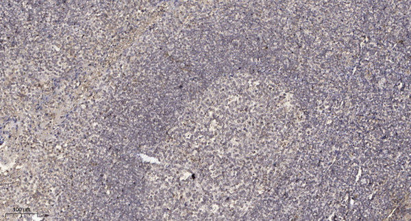 Anti-DEFB123 antibody (1-51 aa) (STJ196187) – Figure 1 of 1