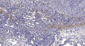 Anti-SPINK4 antibody (10-90 aa) (STJ196189) – Figure 1 of 1