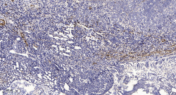Anti-SPINK4 antibody (10-90 aa) (STJ196189) – Figure 1 of 1