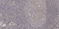 Anti-GPR15LG antibody (19-69 aa) (STJ196197) – Figure 1 of 1