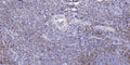 Anti-CSMD2 antibody (2638-2688 aa) (STJ196201) – Figure 1 of 1