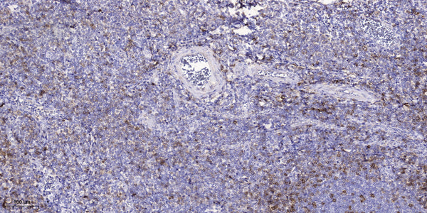 Anti-CSMD2 antibody (2638-2688 aa) (STJ196201) – Figure 1 of 1
