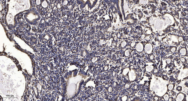 Anti-DPM3 antibody (14-64 aa) (STJ196202) – Figure 1 of 1