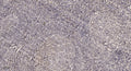 Anti-RPL37AP8 antibody (33-83 aa) (STJ196208) – Figure 1 of 1